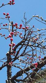 Low angle view of flower tree against blue sky