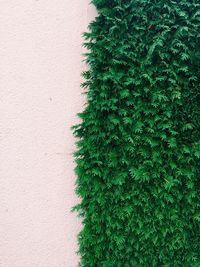 Close-up of christmas tree on plant