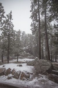 Trees in forest during winter