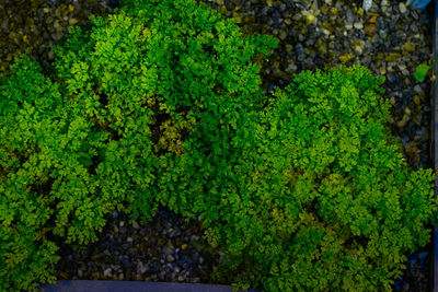 Close-up view of green leaves