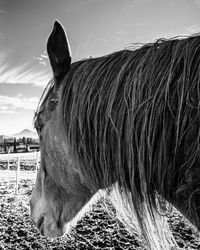 Close-up of a horse on the field