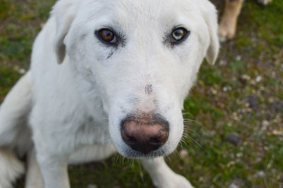 Close-up portrait of white dog relaxing on field