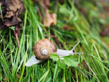 Close-up of snail