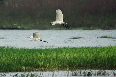 Bird flying over water