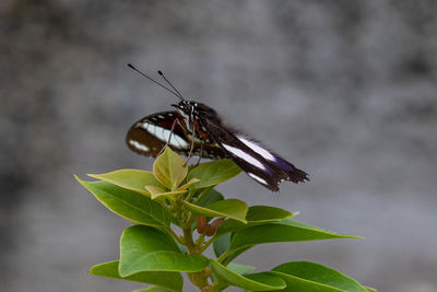 Close-up of butterfly pollinating flower
