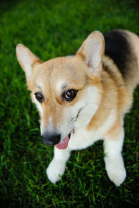 Close-up portrait of dog