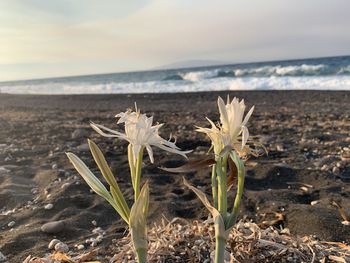 Plants growing on beach against sky
