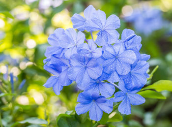 Close-up of blue hydrangea flowers