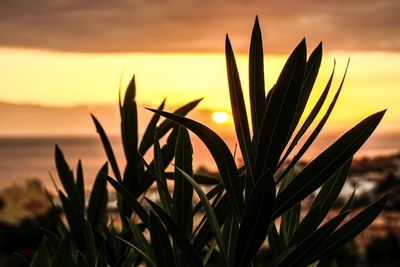 Leaves growing against sky during sunset