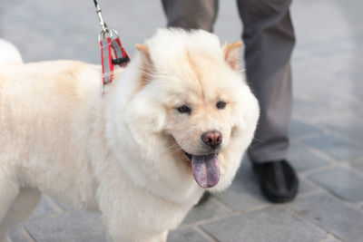 Low section of man with dog