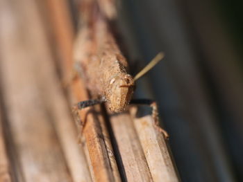 Close-up of insect on wood