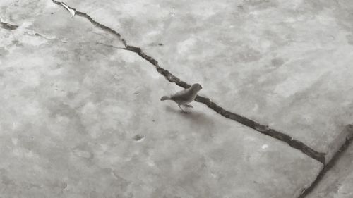 Low angle view of lizard against sky