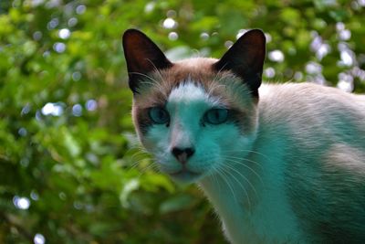 Close-up portrait of a cat