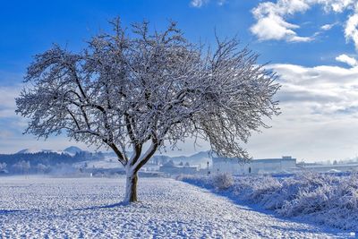 Lonely tree covered with snow 