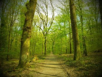 Footpath amidst trees in forest