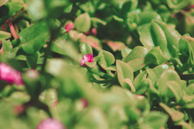 Close-up of pink flowering plant
