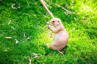 High angle view of marmot on grassy field