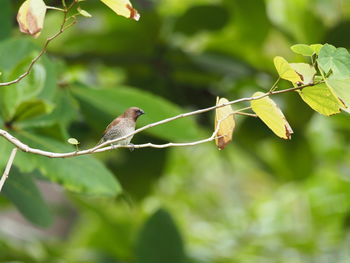 Bird perching on a branch