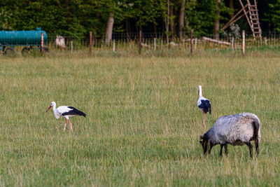 Ducks on a field