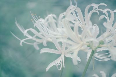 Close-up of white flowers