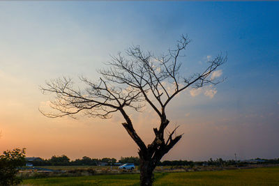 Bare tree on field against sky during sunset