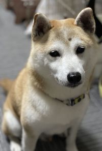 Close-up portrait of a dog