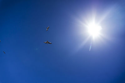 Low angle view of birds flying in blue sky