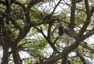 Low angle view of eagle perching on tree