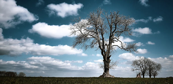 Bare tree on field against sky