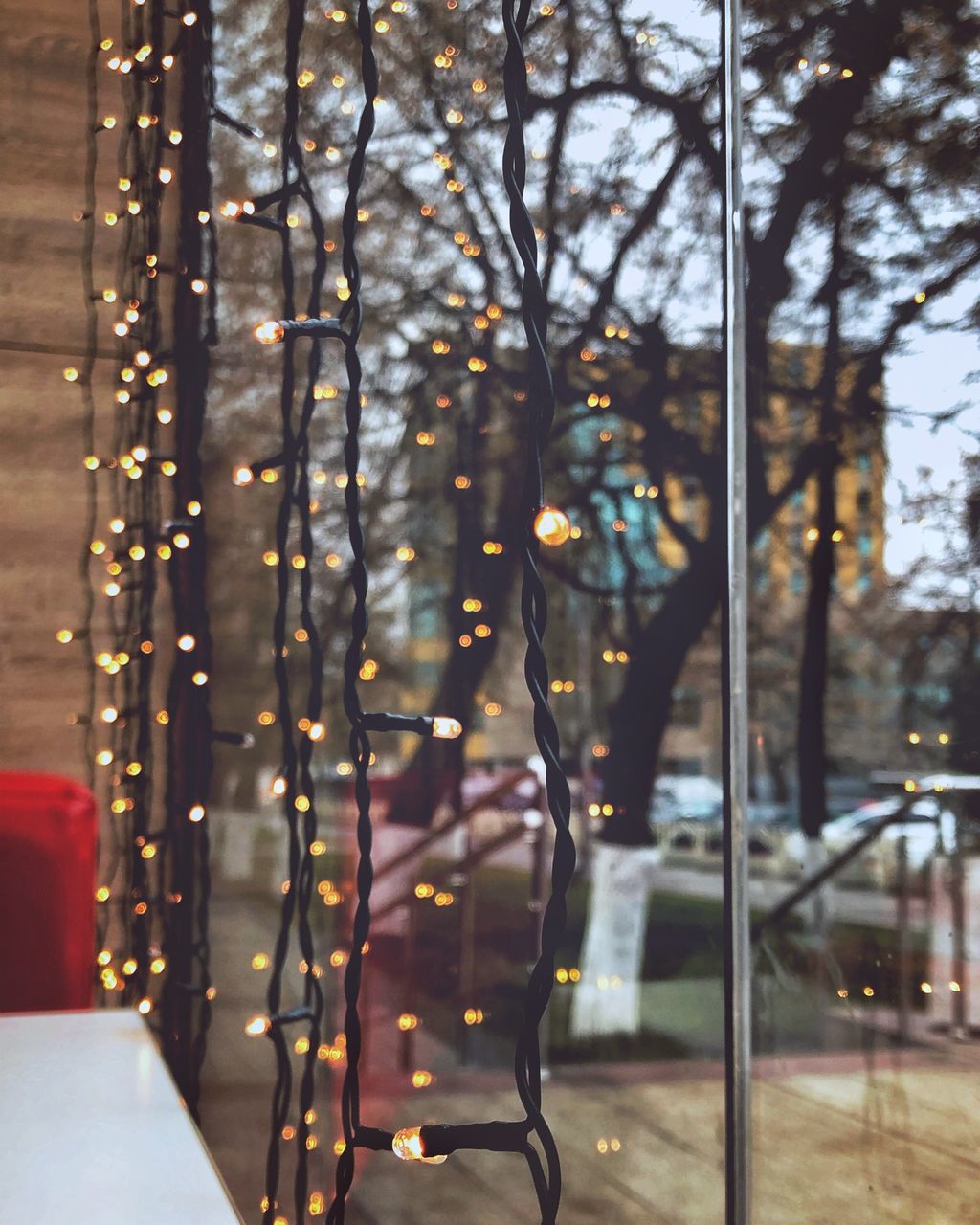 ILLUMINATED TREES SEEN THROUGH GLASS WINDOW