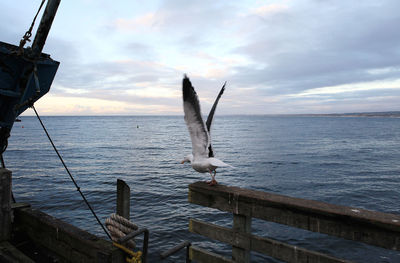 Seagull flying over sea against sky