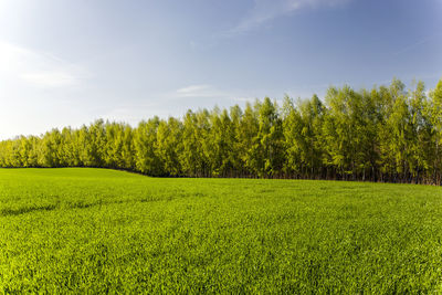 Scenic view of trees on field against sky