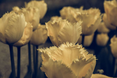 Close-up of white flowers