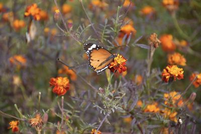 Close-up of butterfly pollinating on flower