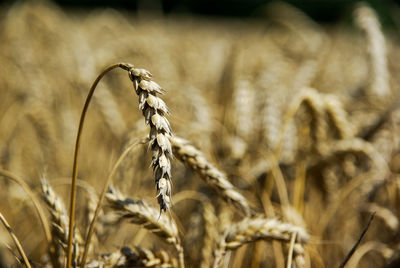 Close-up of wheat growing on field