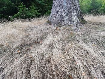 Close-up of tree trunk in forest