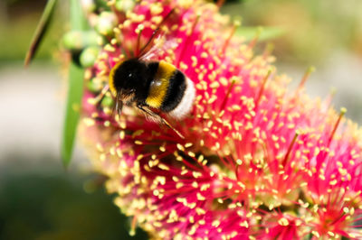 Close-up of bee pollinating on flower