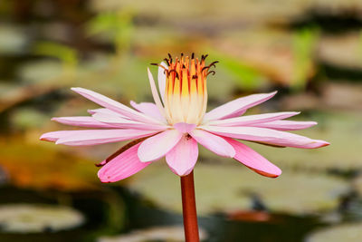 Close-up of pink flower