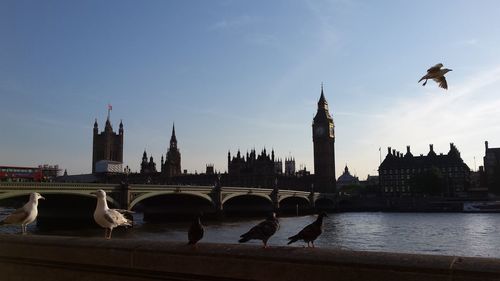 Birds perching on bridge over river in city