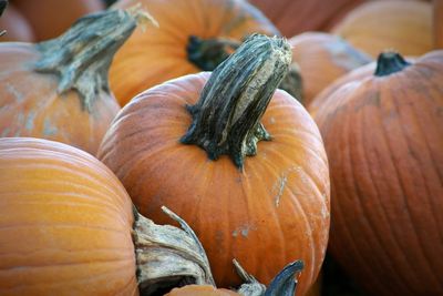 Close-up of pumpkins on autumn leaves