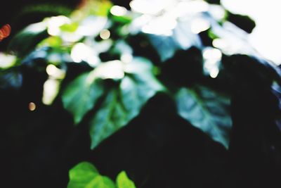 Close-up of plants against blurred background