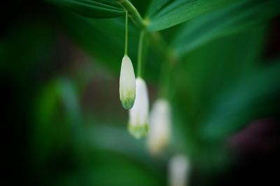 Close-up of plant