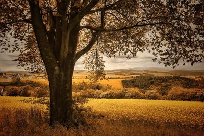 Scenic view of field against sky