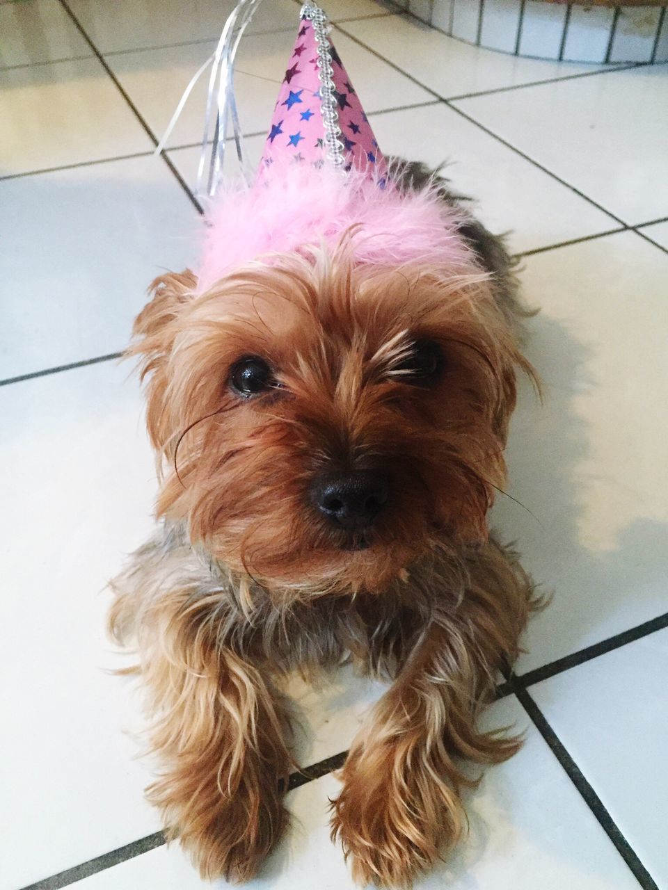 pets, domestic animals, dog, animal themes, one animal, indoors, portrait, looking at camera, mammal, high angle view, cute, animal hair, close-up, animal head, no people, sitting, brown, home interior, flooring, day