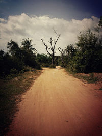 Dirt road along trees and plants against sky