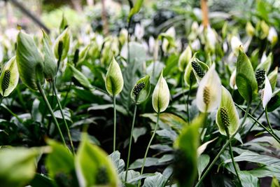 Close-up of fresh green plants