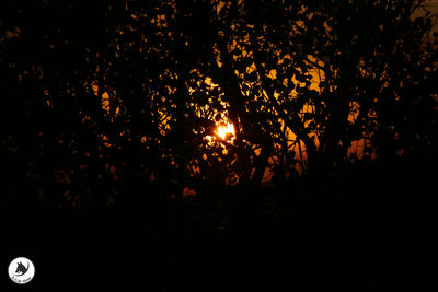 Close-up of silhouette trees against sky at night