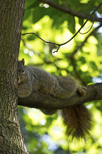 Low angle view of squirrel on tree