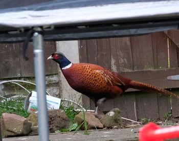 Close-up of bird