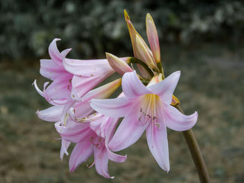 Close-up of pink crocus flowers